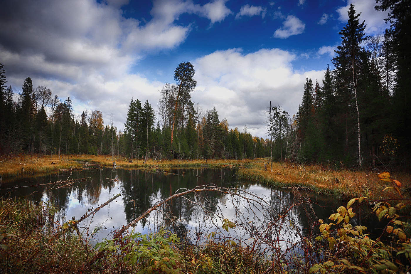 Осень в болотных краях