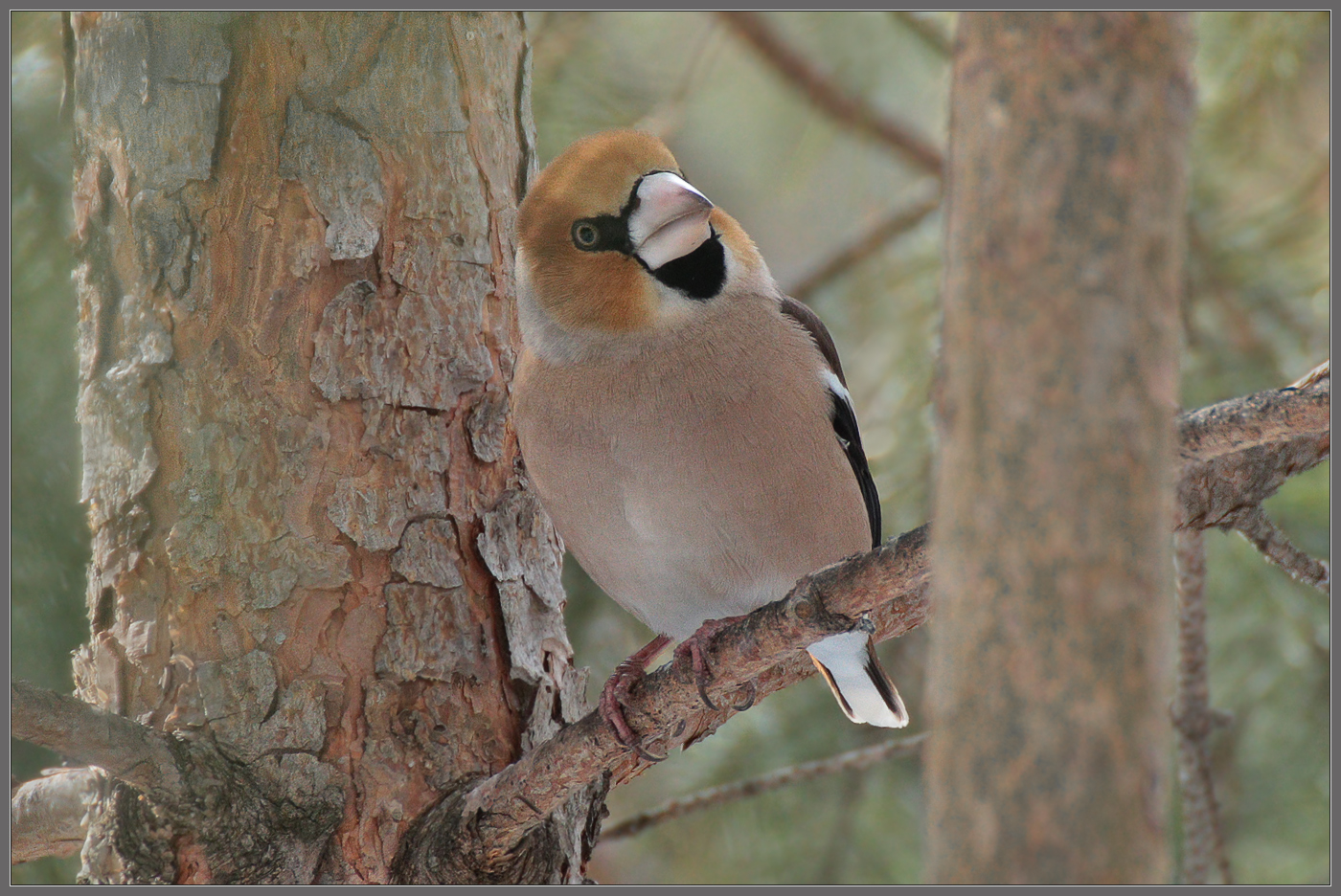 Взгляд из чащобы