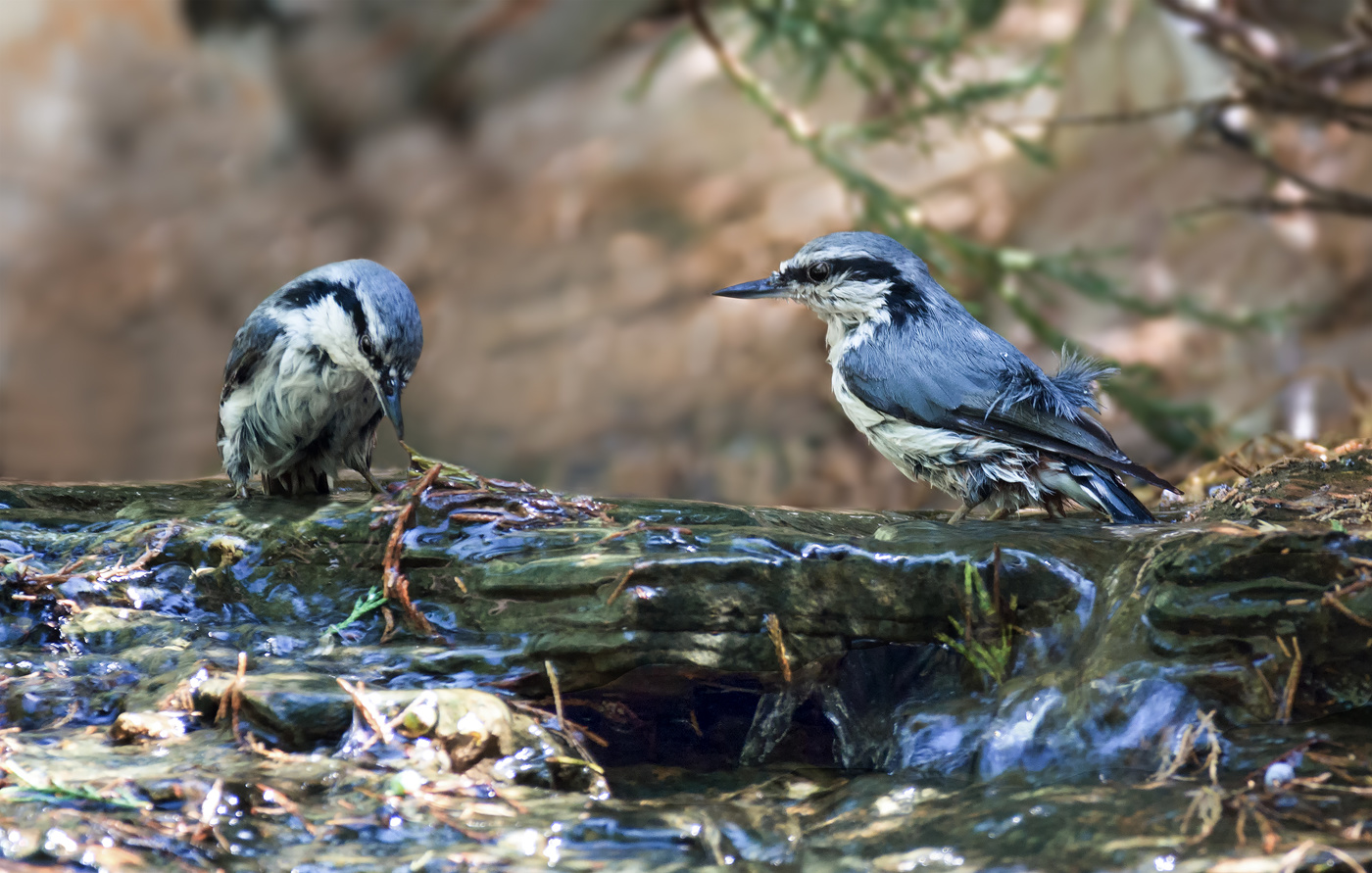 "мокрые курицы"