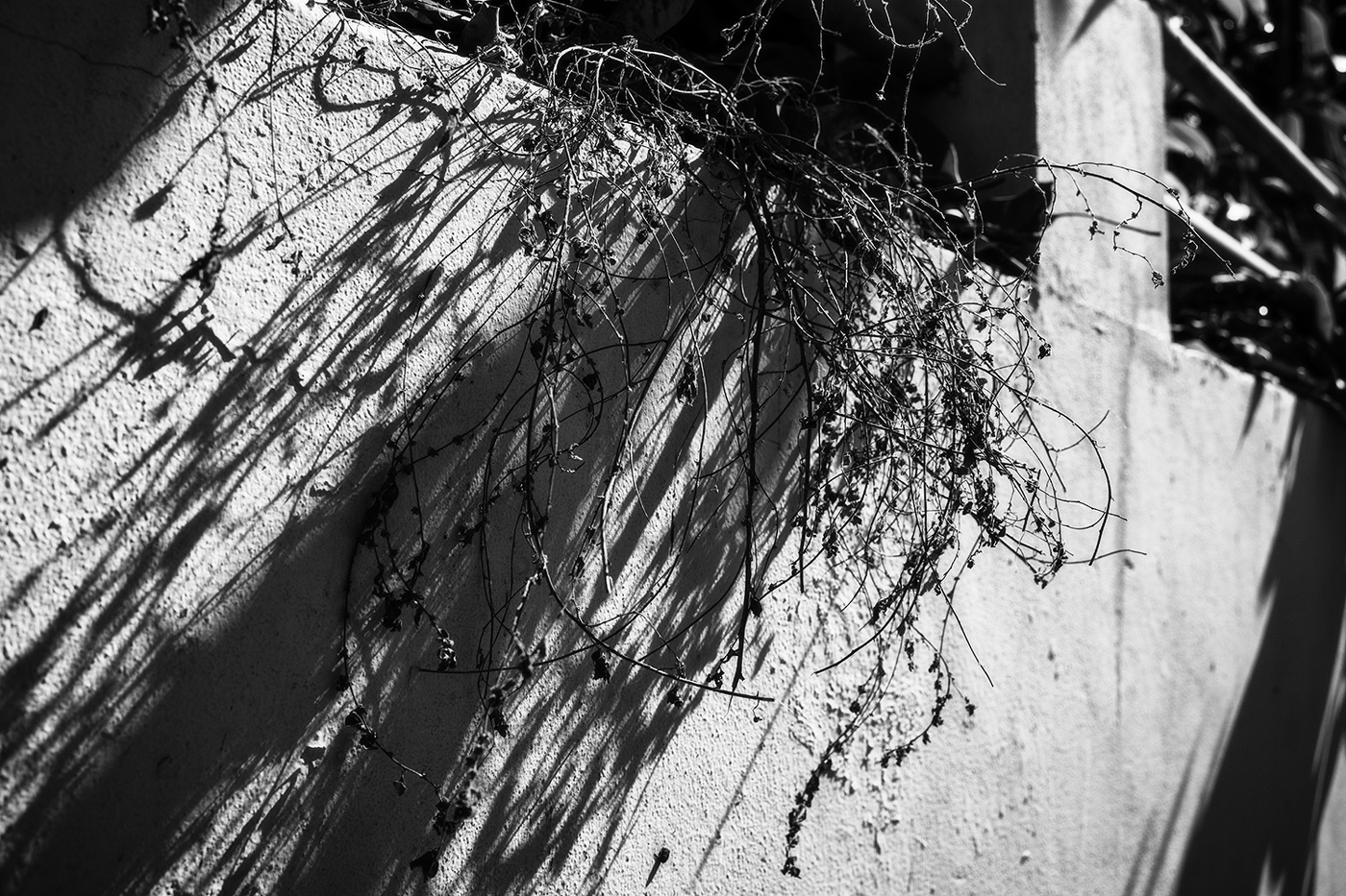 Осенний свет 2