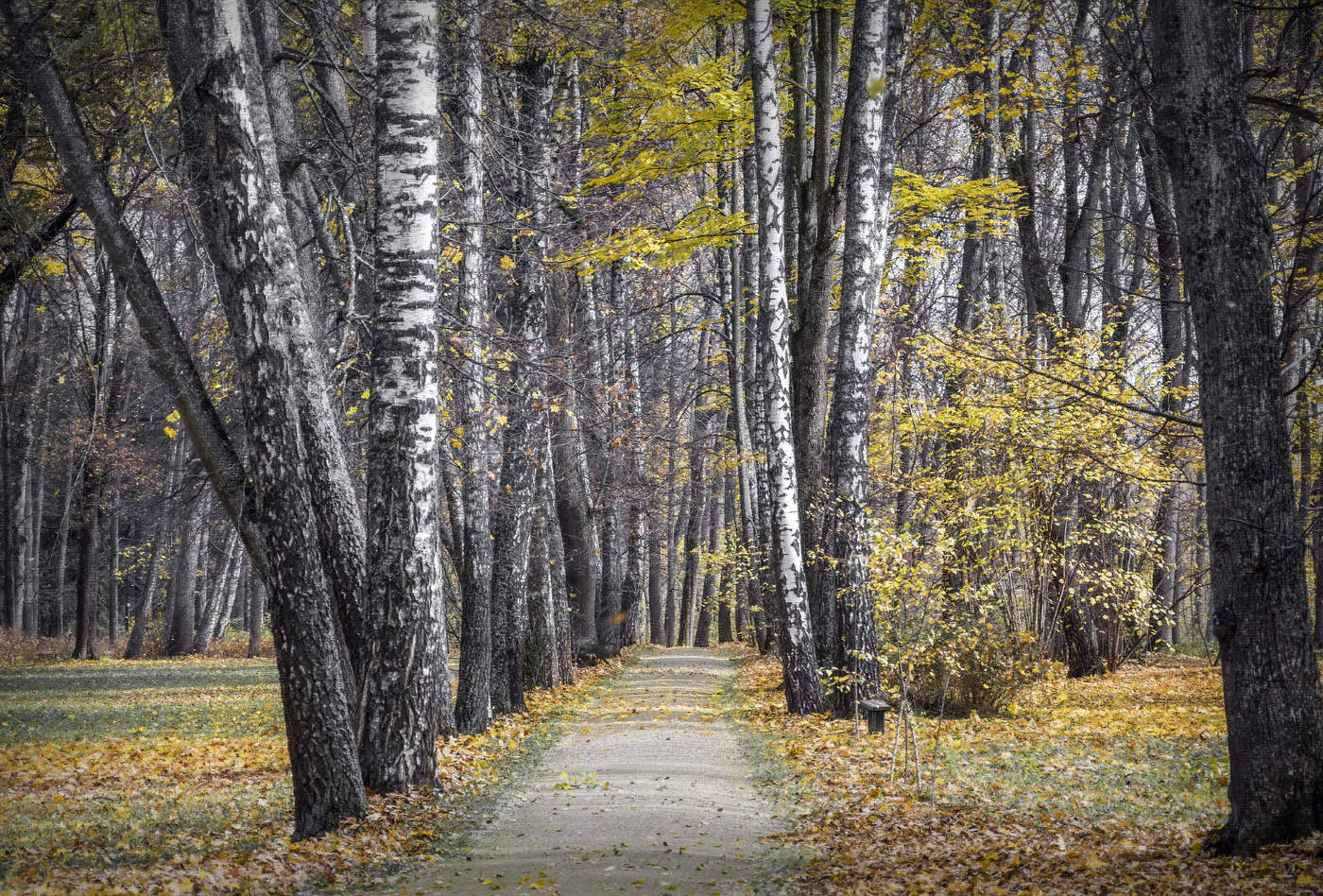 По осенним аллеям...