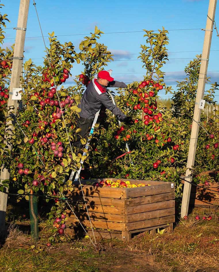 Время урожая в яблоневом саду