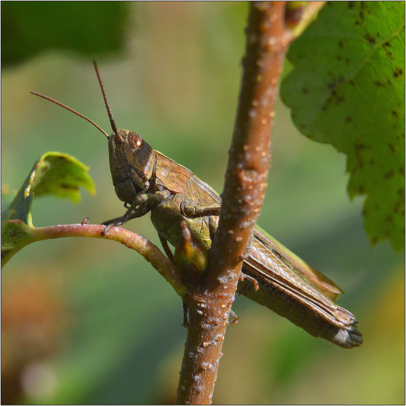 А попробуй, достань.