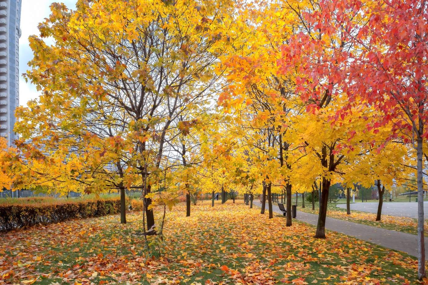 Последнее тепло листвы