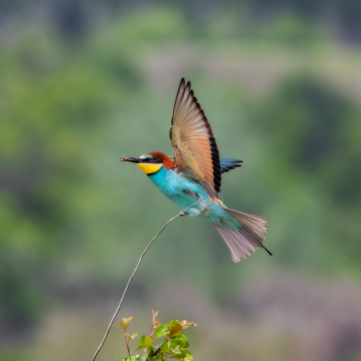 Щурка с добычей