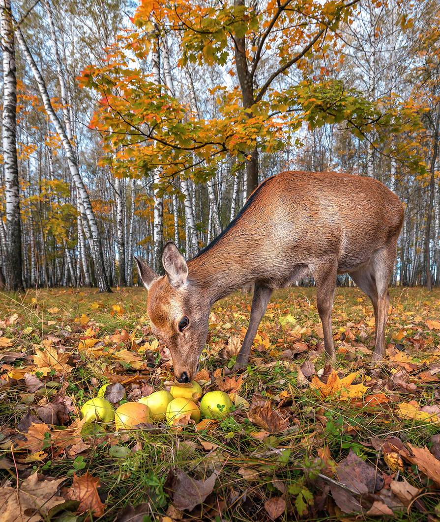 Лакомство для оленей