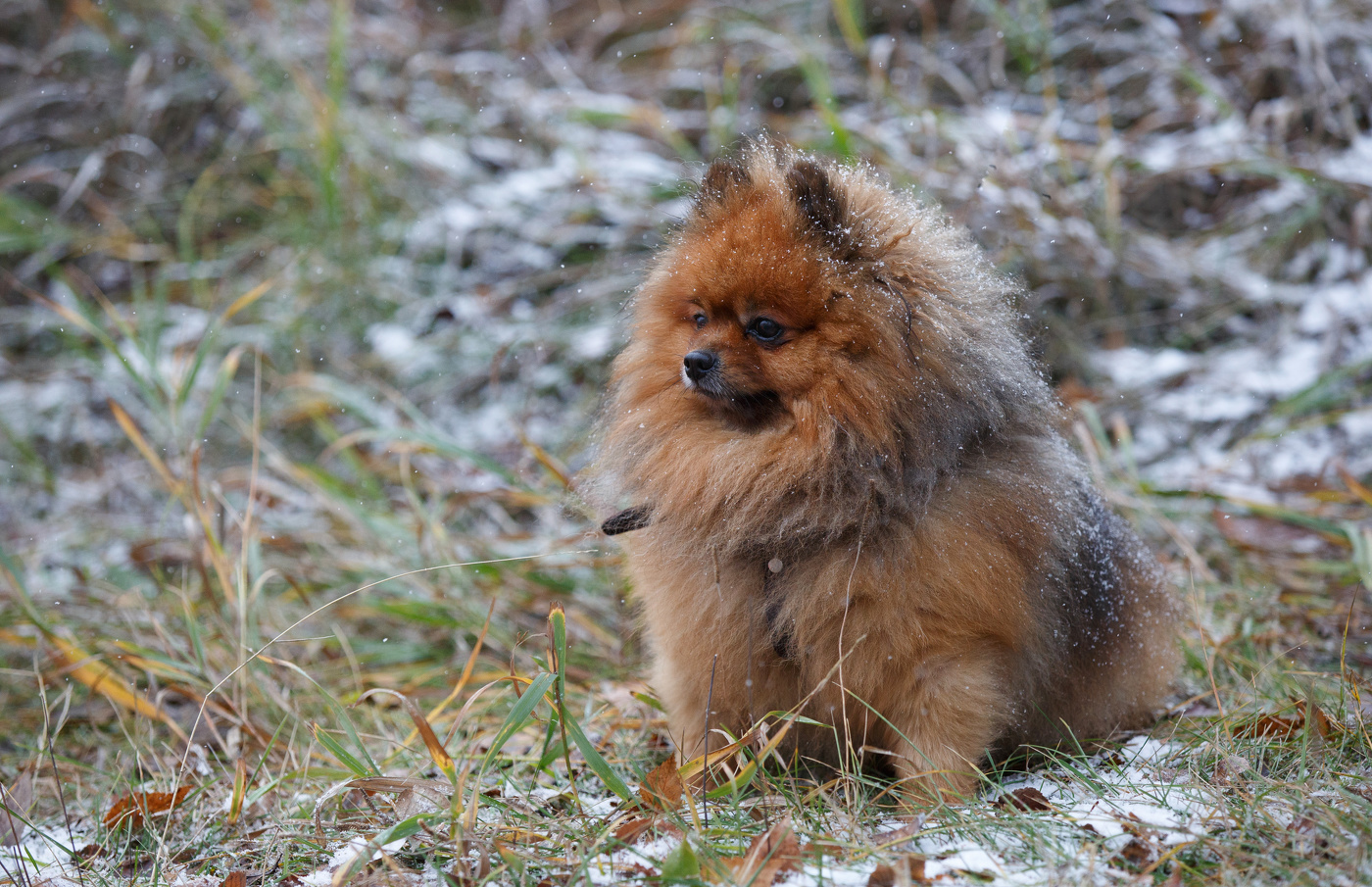 ...Вот и первый снег.