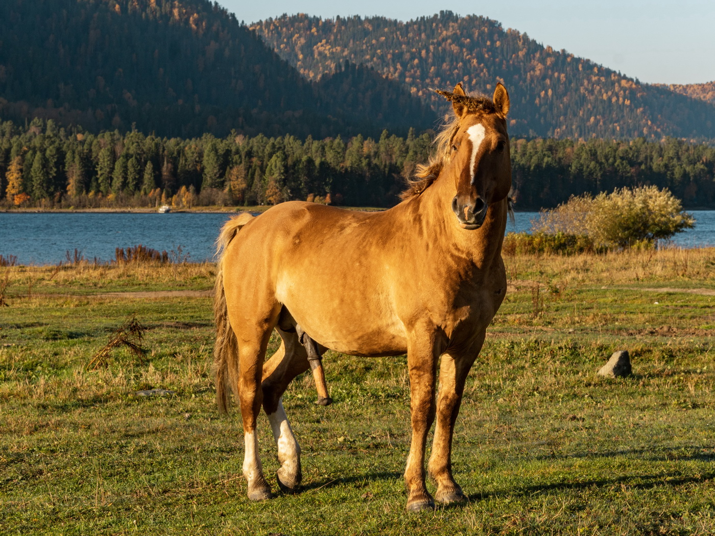Алтайский конь.