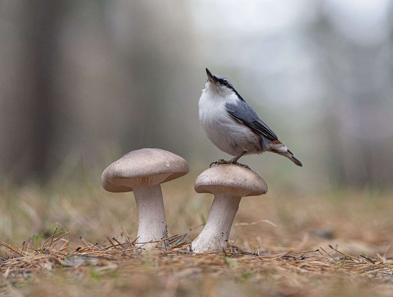 В осеннем лесу