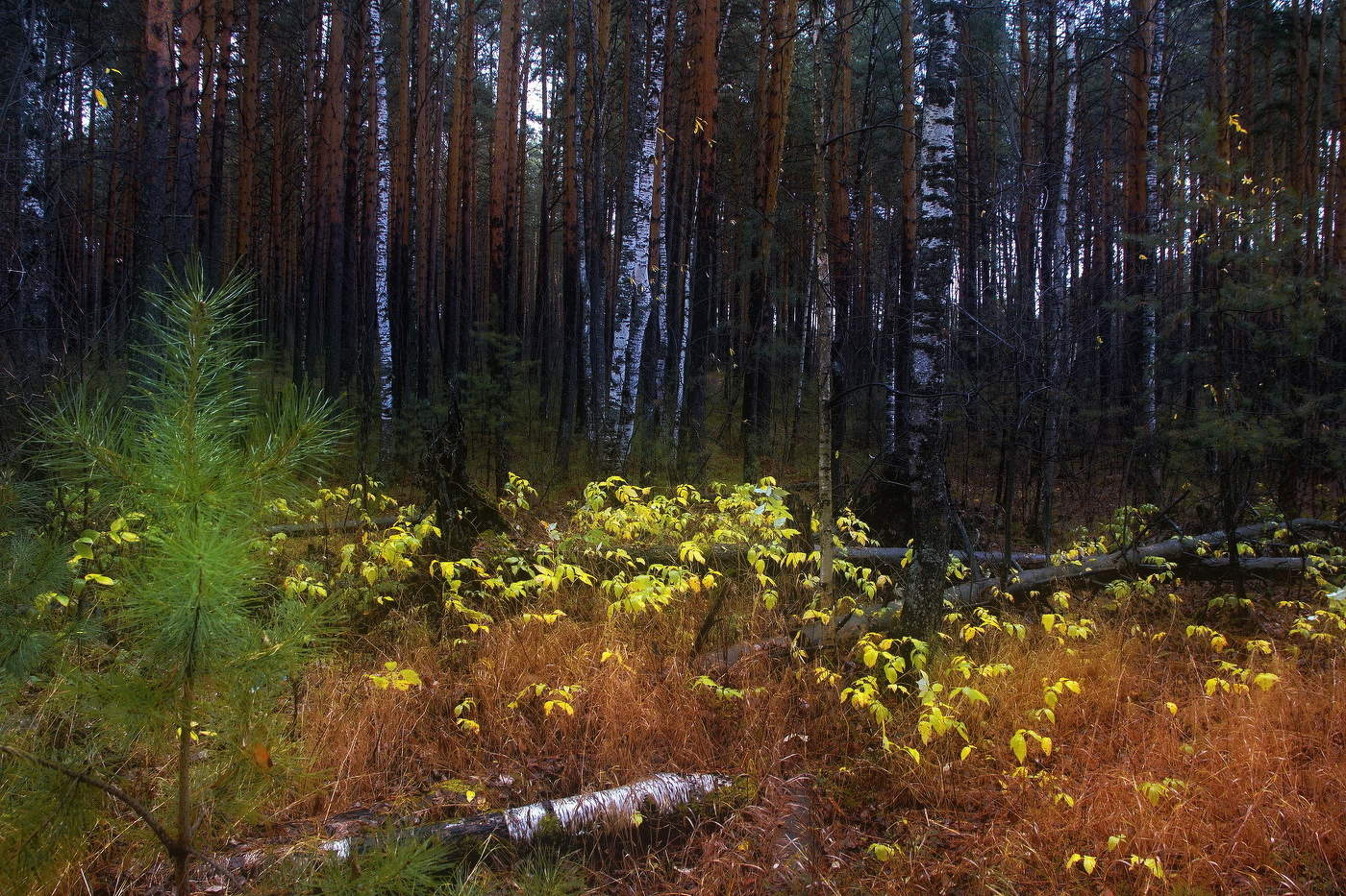 *Октябрьский лес.**