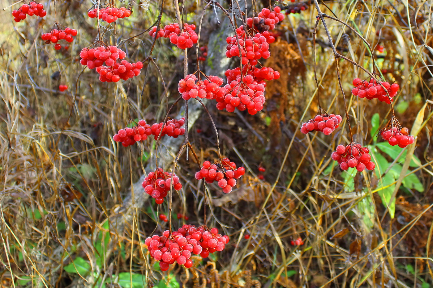 Таежная калина в инее