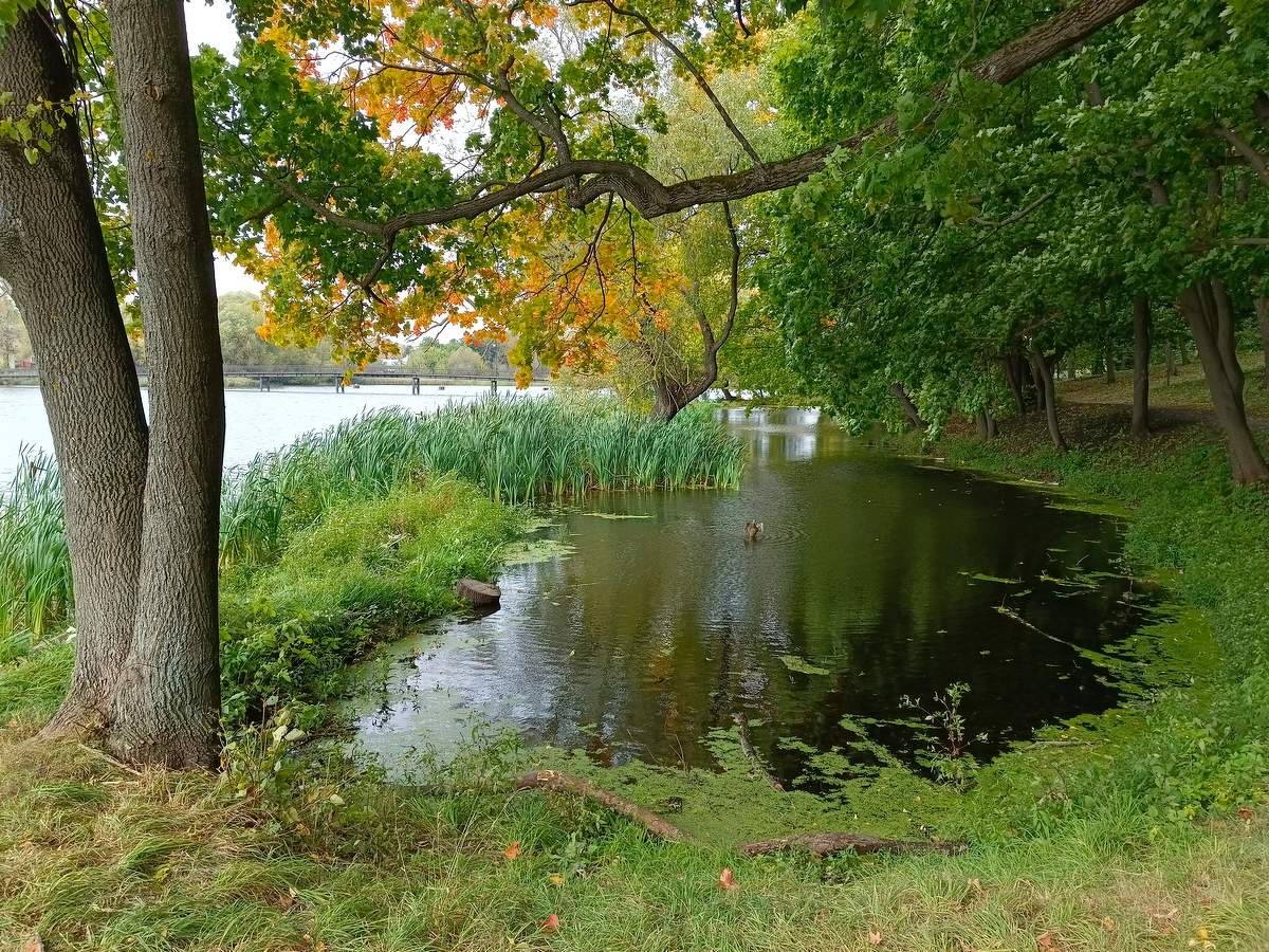 Серая шейка...