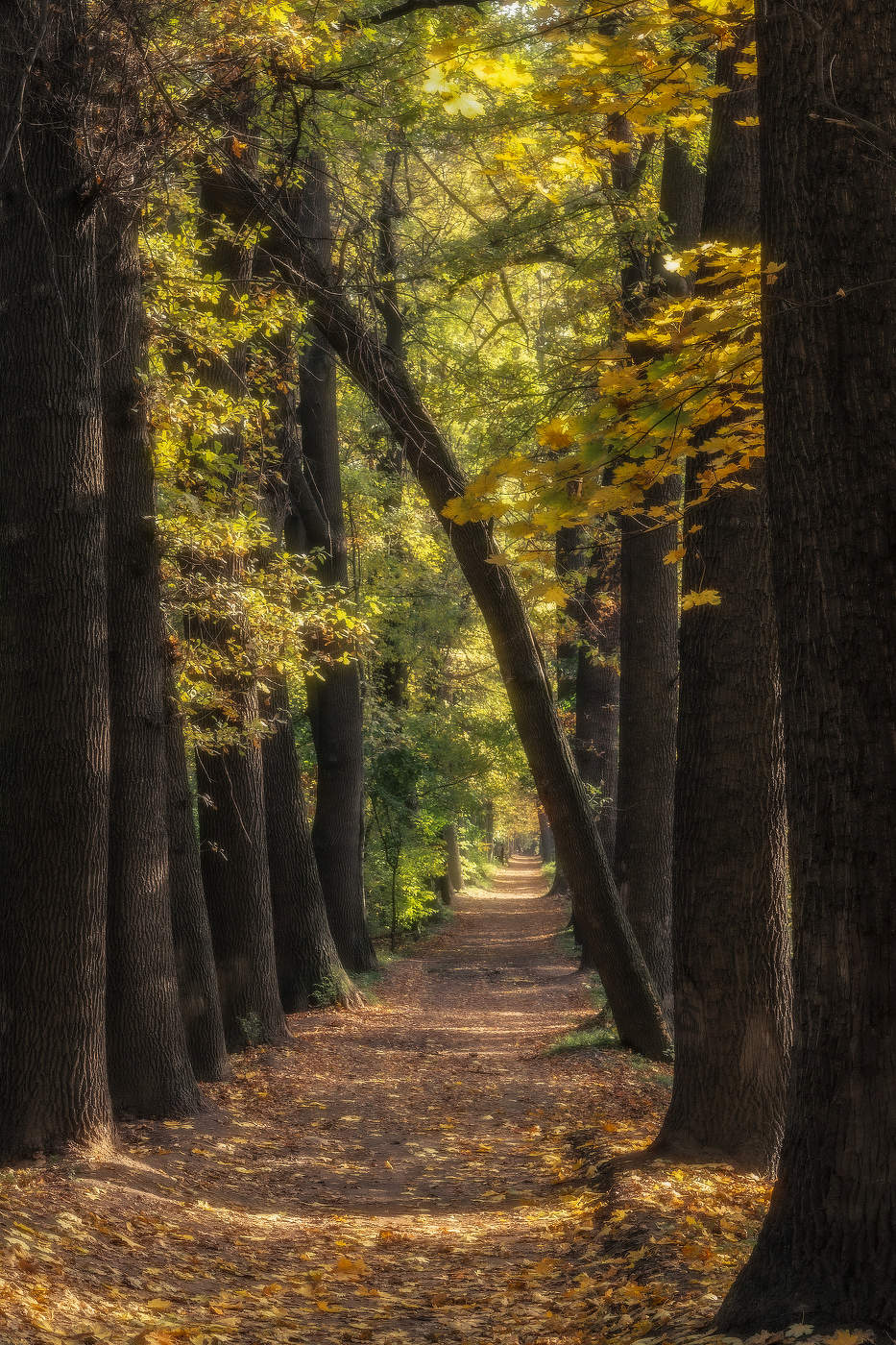 Осень готовит постель, сбрасывая листья на аллею дубовую...