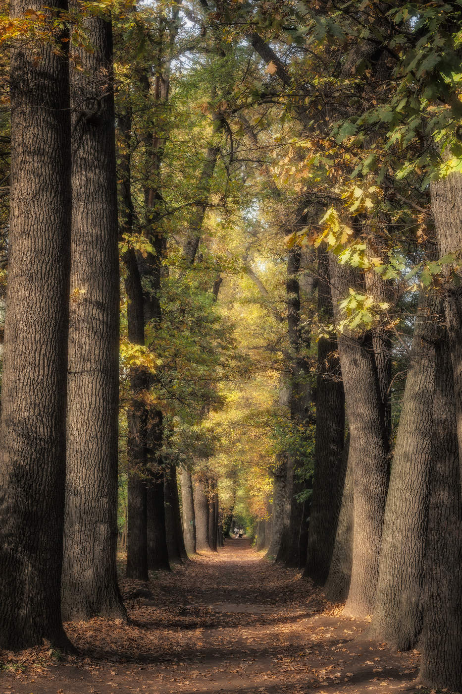 Дубовая аллея...