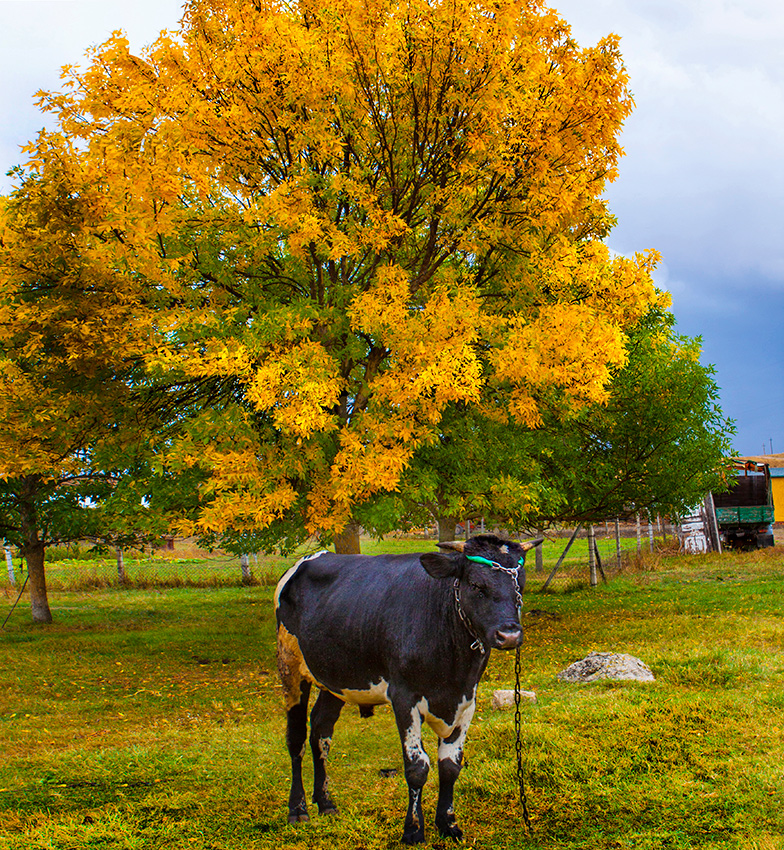 Грозный страж осеннего золота