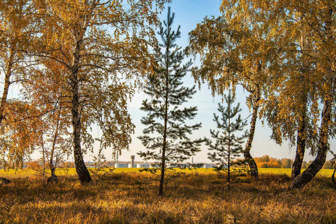 Гости в берёзовой роще