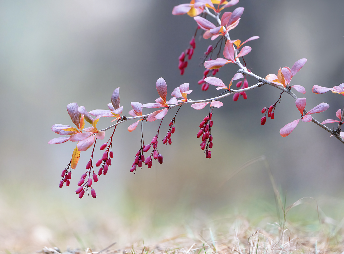 Осенний барбарис