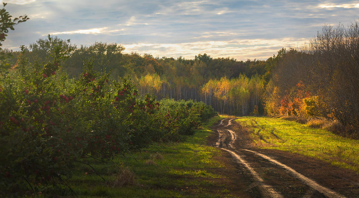 Октябрь в яблоневом саду