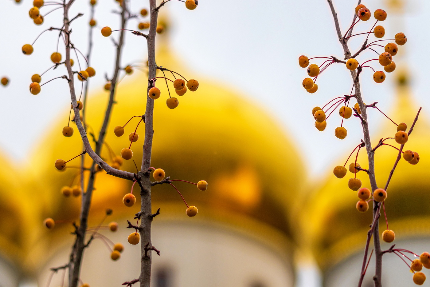Октябрьские мини яблочки.