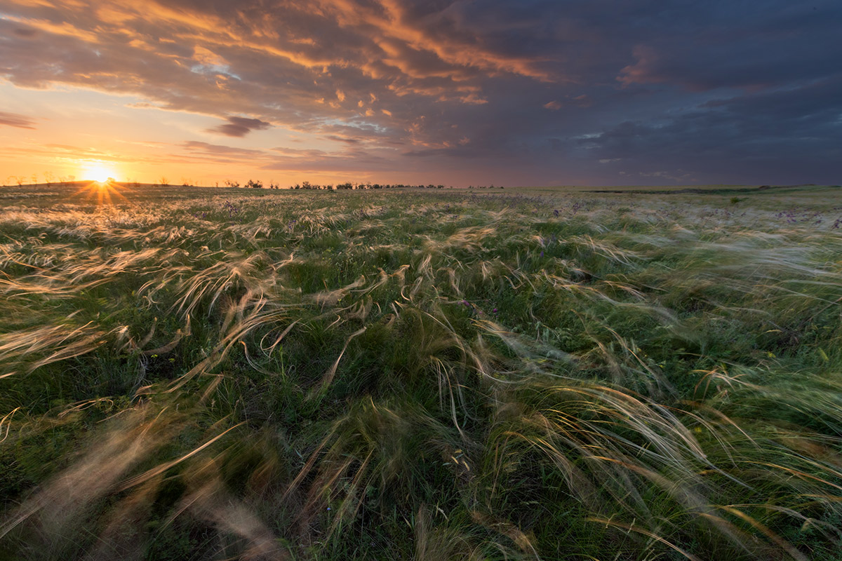 Ветер по степи