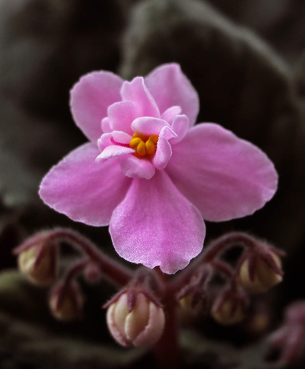 Моя фиалочка