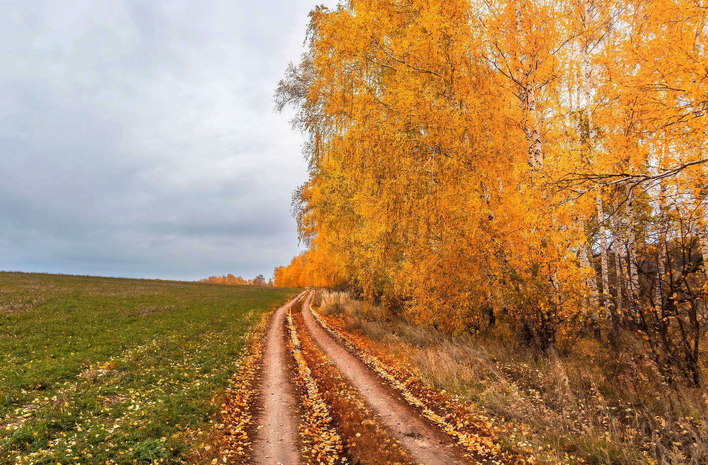 Вдоль полей и берёз.