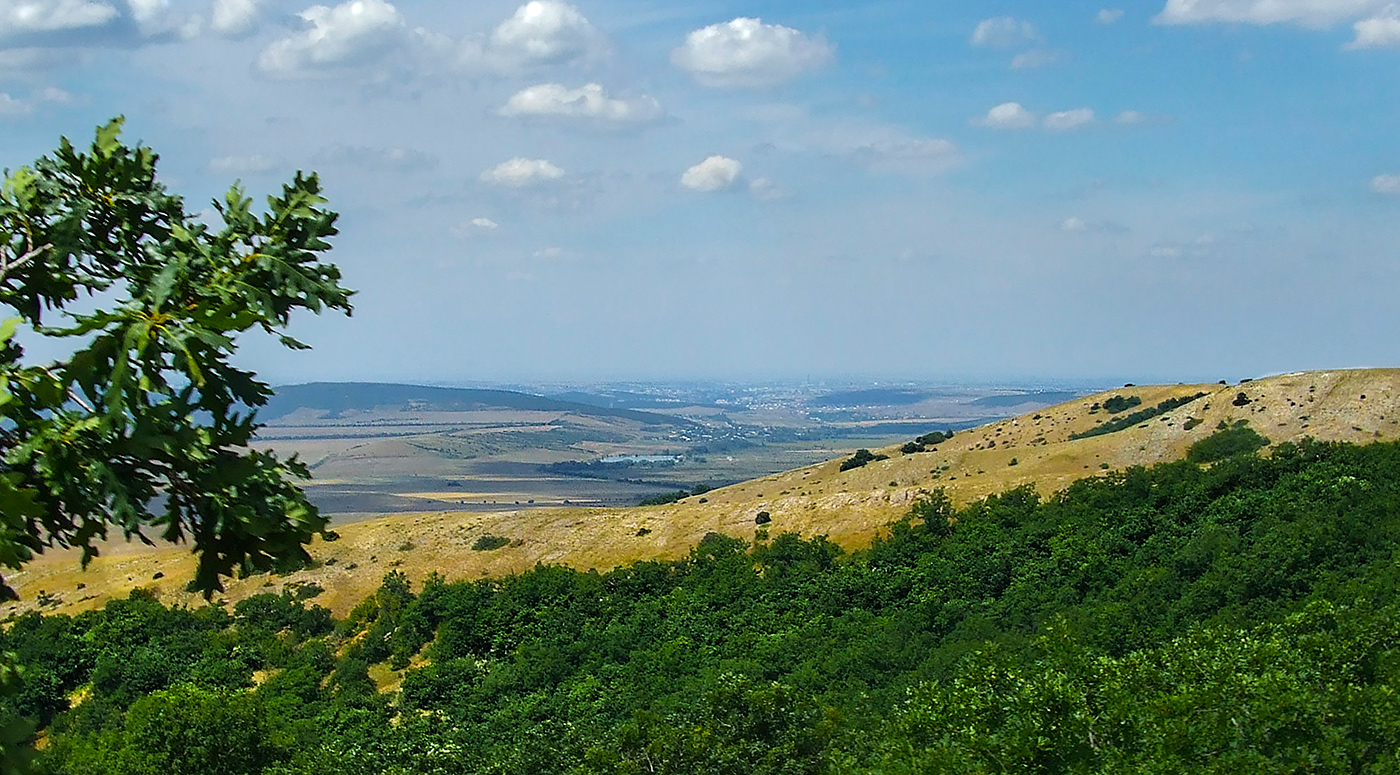 Белогривые лошадки