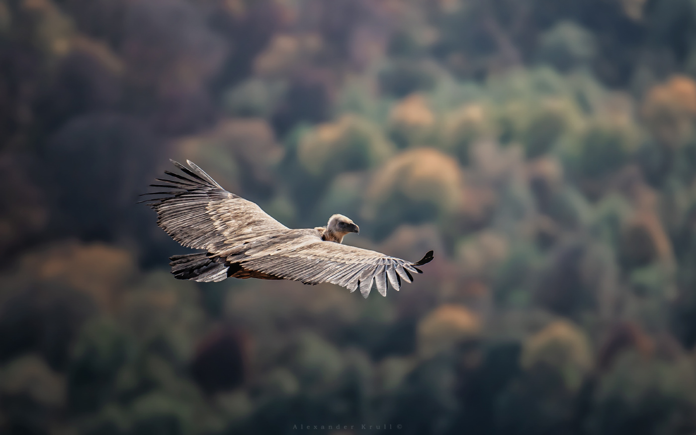 Он оглянулся посмотреть...