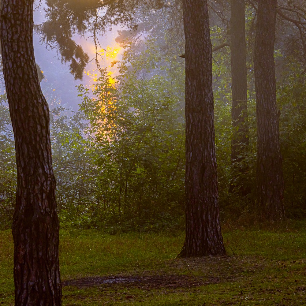 Утро в лесу