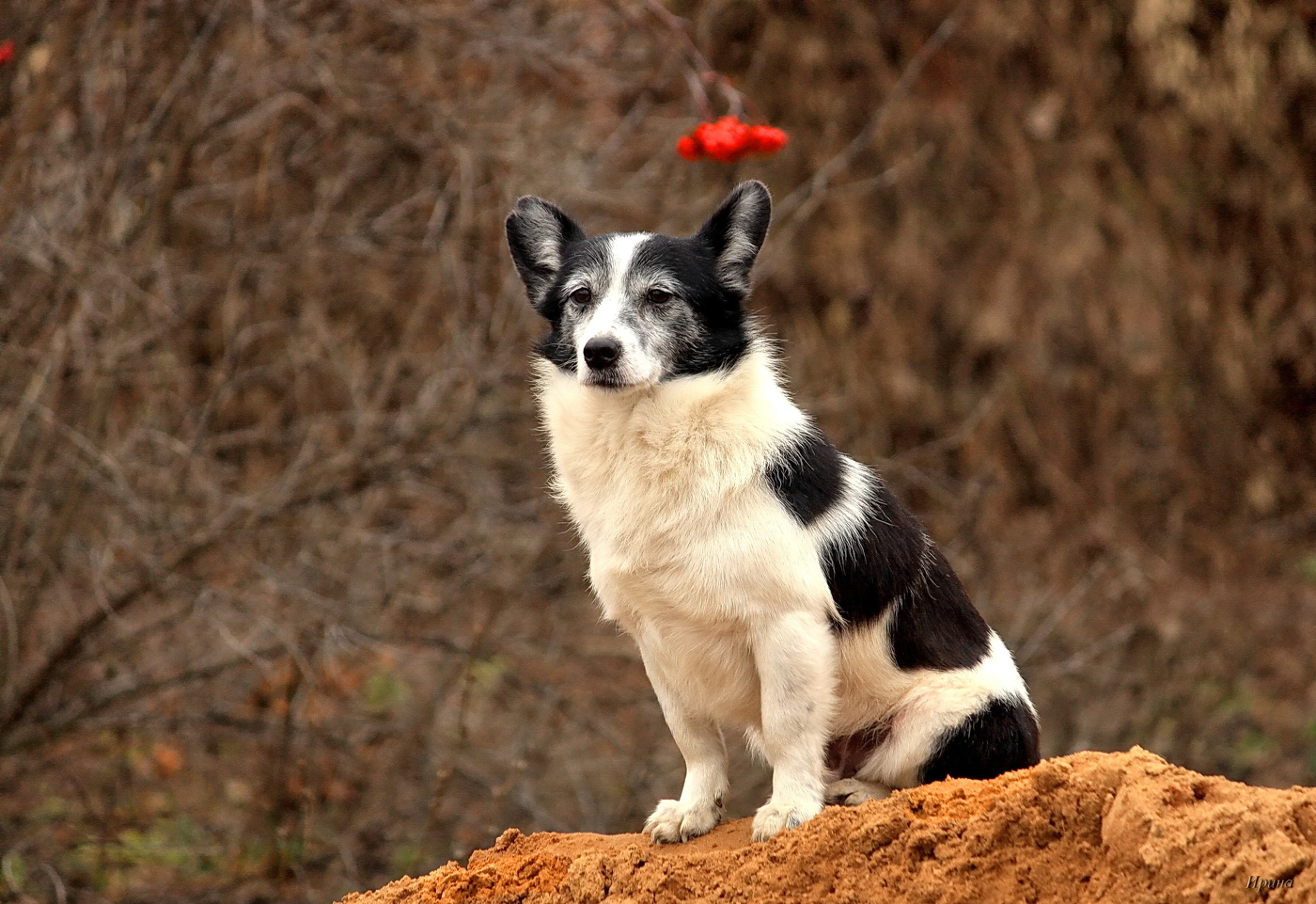 осенний пЁса...