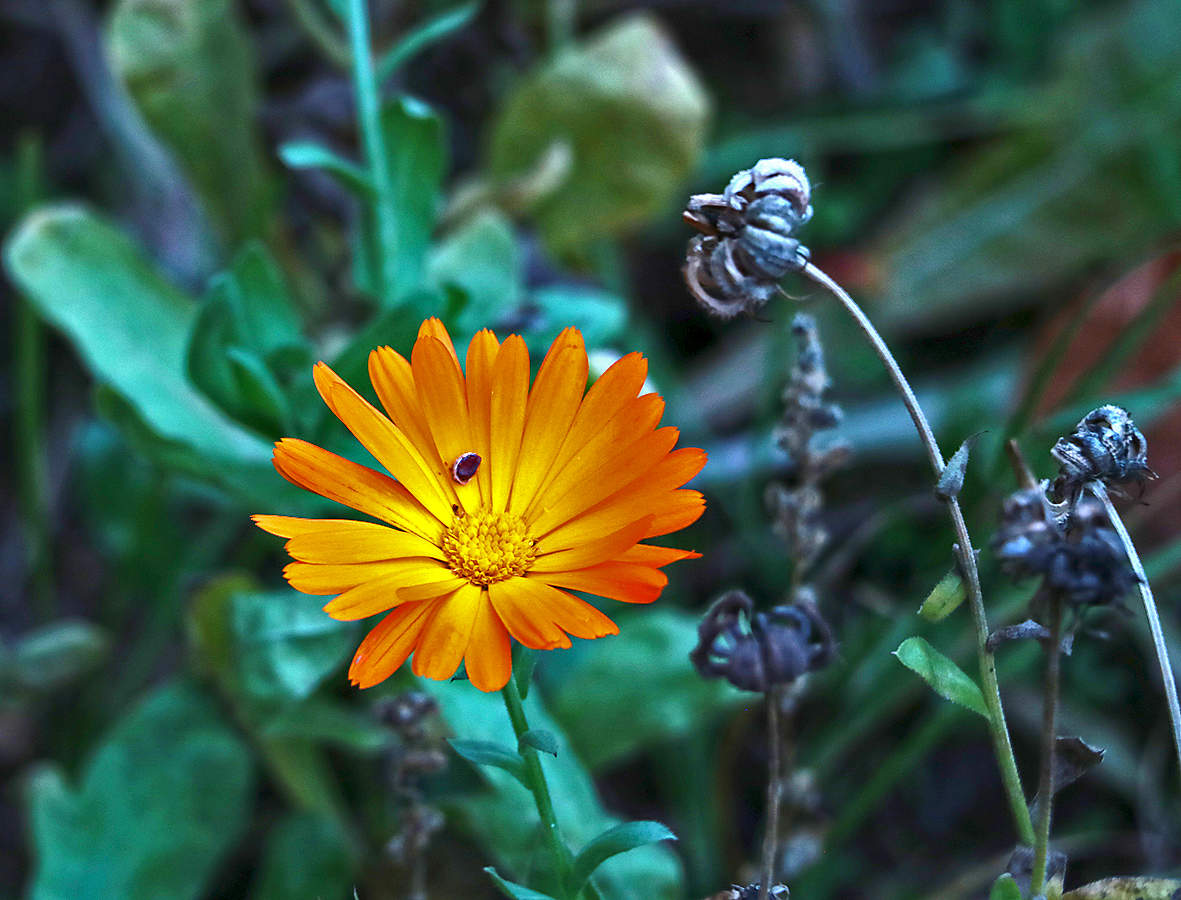 Осенняя календула