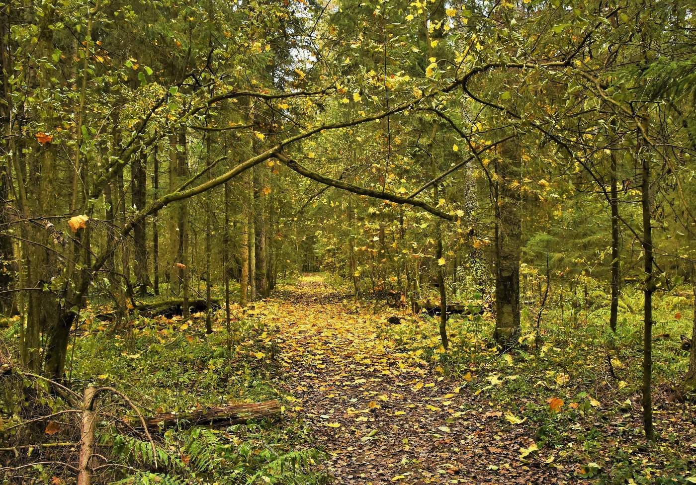 "Упавший лист касается плеча, овеянный тоской невероятной..."