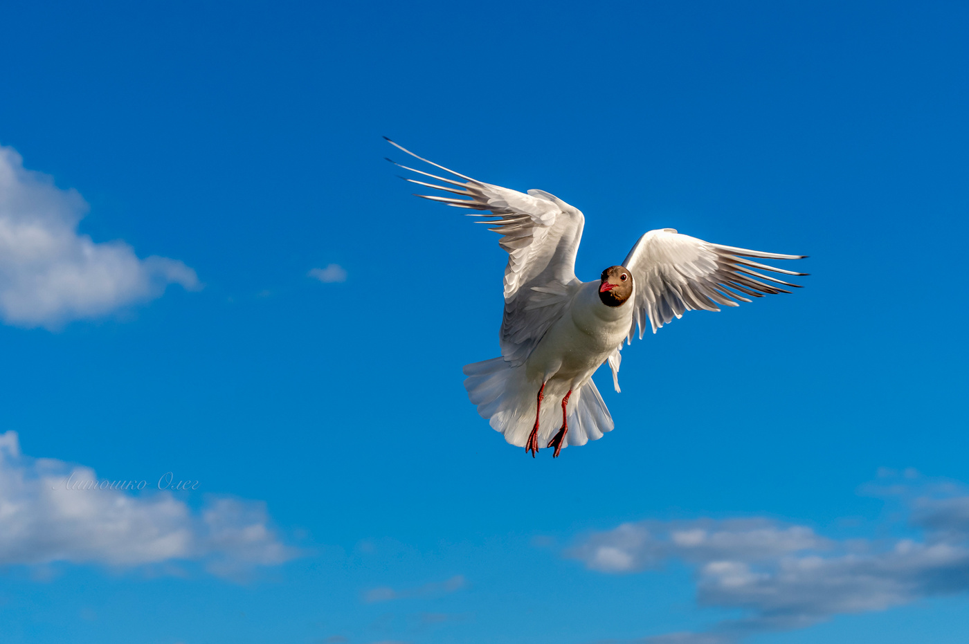 Чайка озёрная.