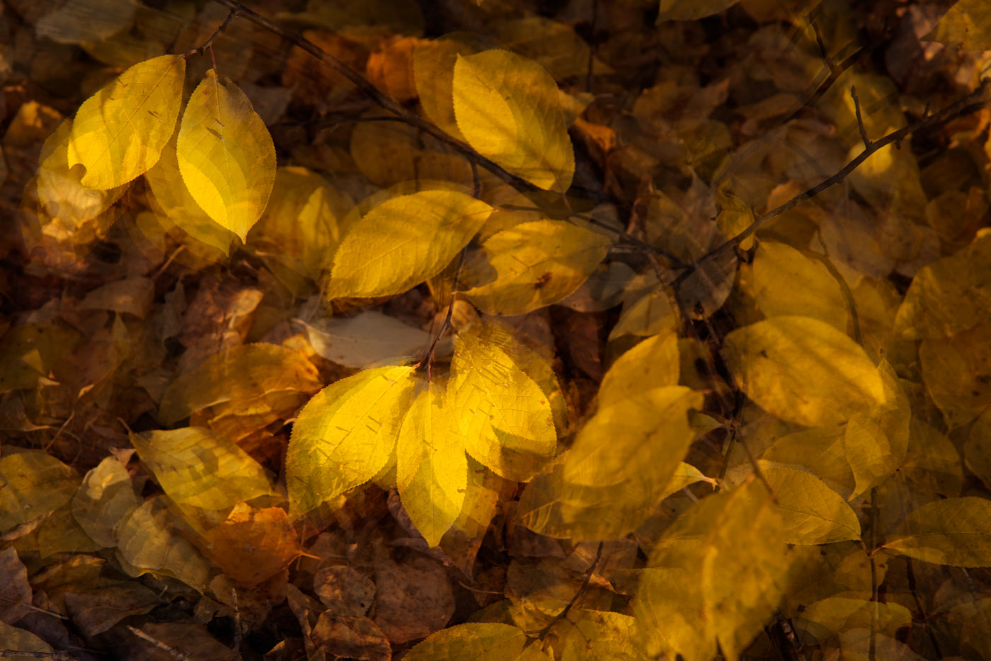 Листоворот