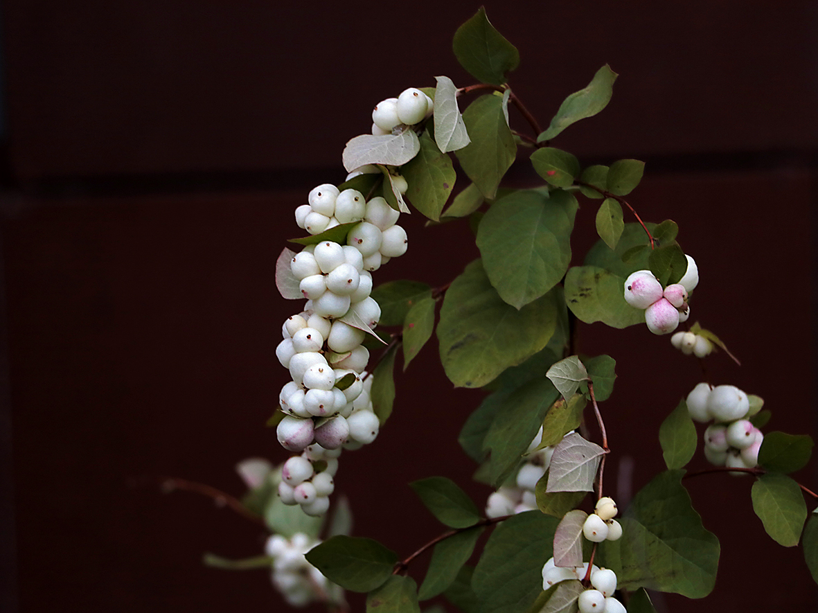 Снежноягодник в октябре