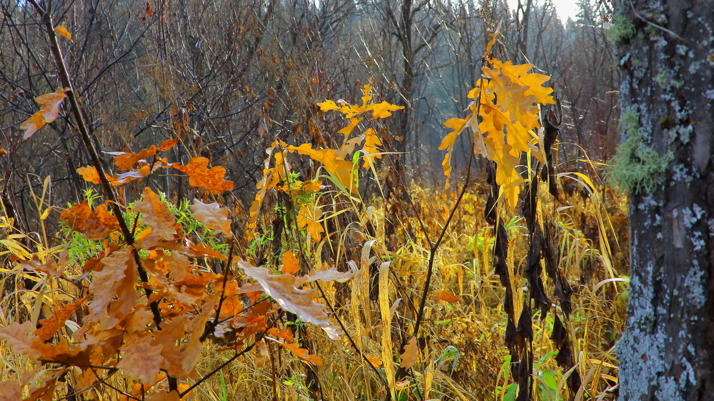 Прощание с золотой осенью