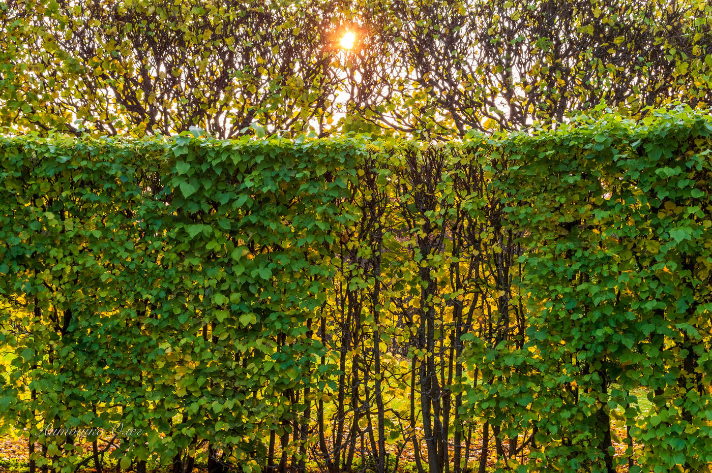 Утро в Екатерининском парке.