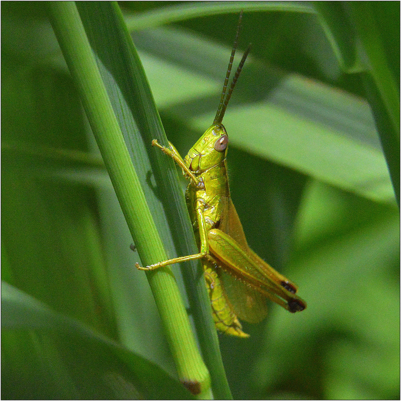 "Золотистый".