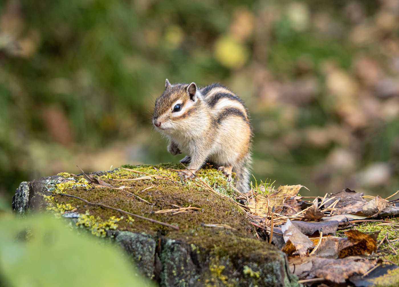 Настороженность