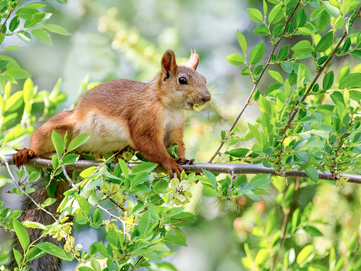мама - белка