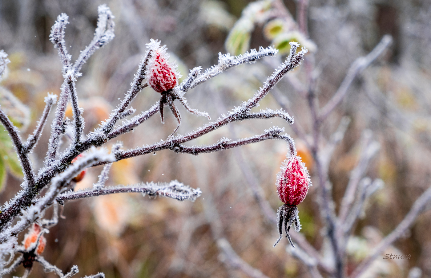 Иней на шиповнике.