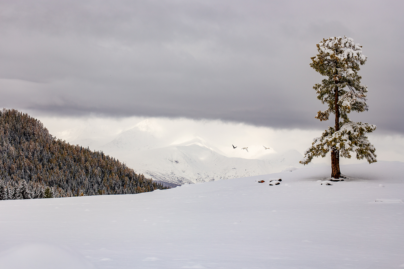 К заснеженным далям