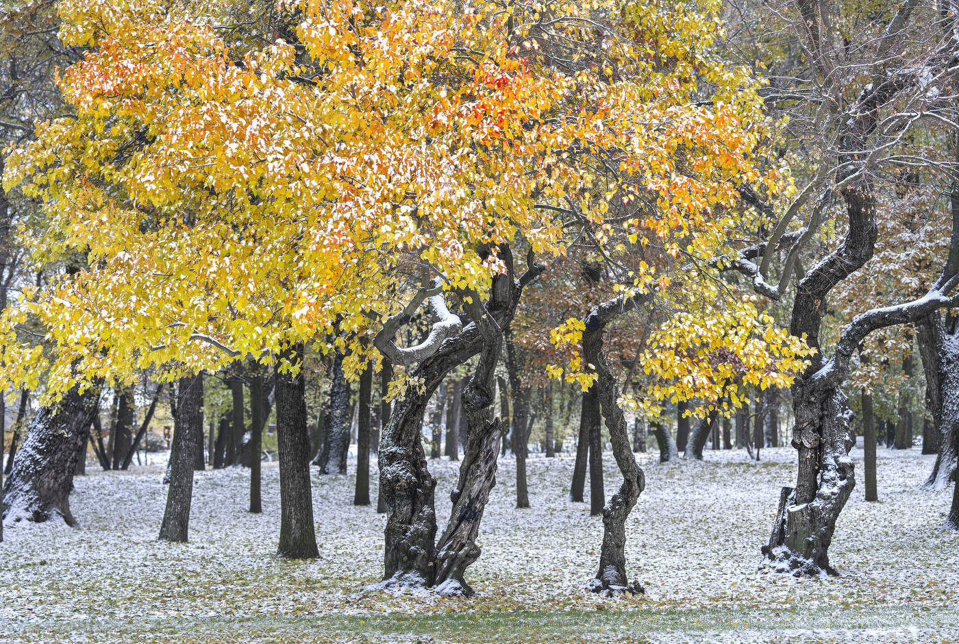 Танго Осени и Зимы
