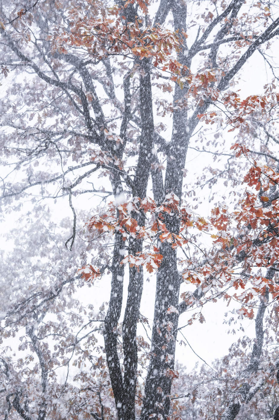 Встреча Осени и Зимы