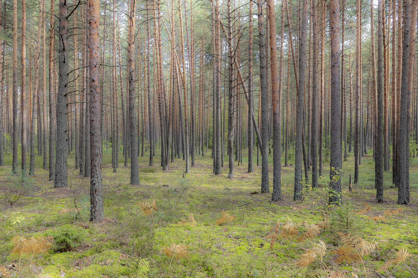 Грибные места