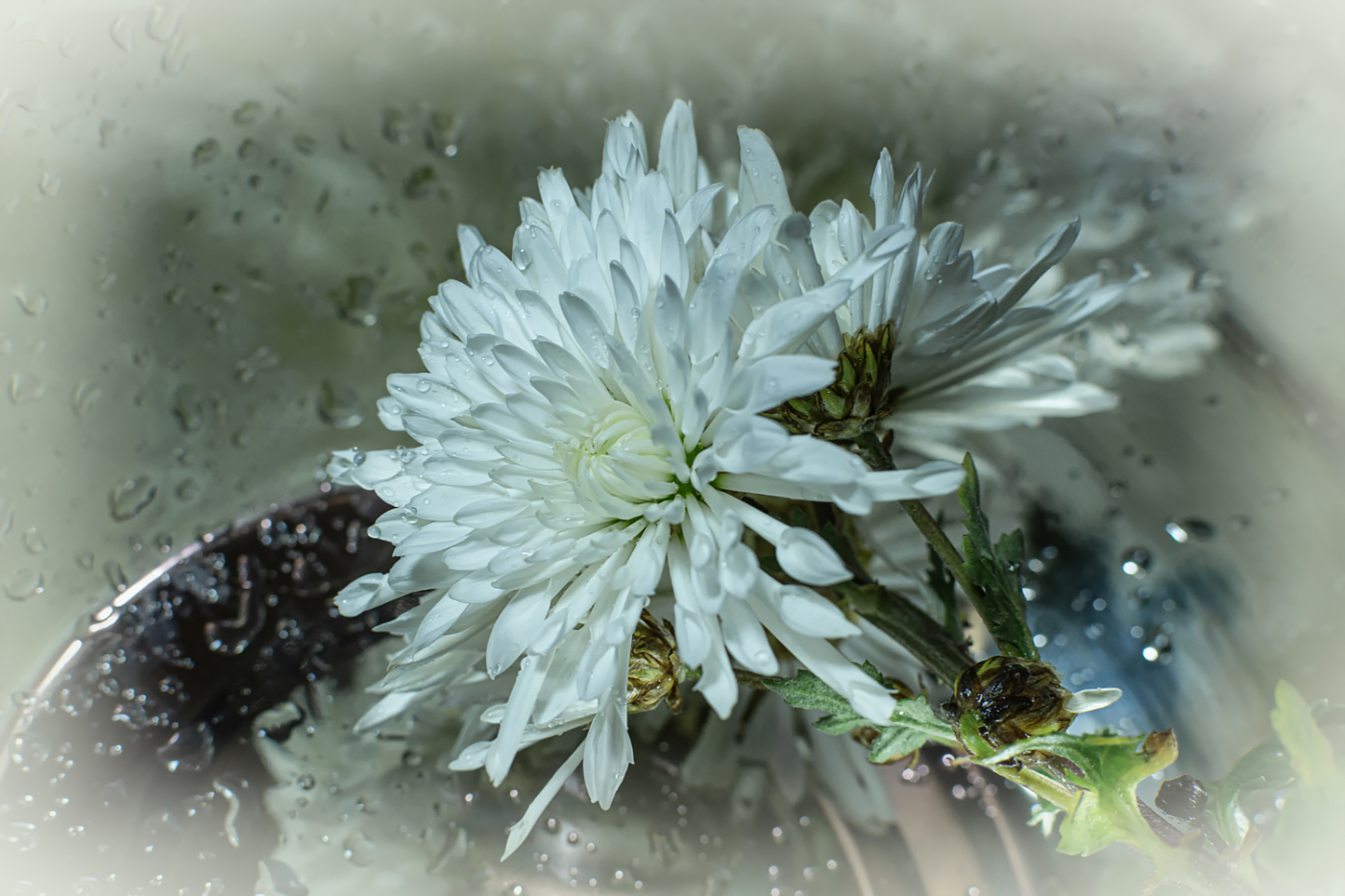 Хризантемы...Предчувствие зимы...