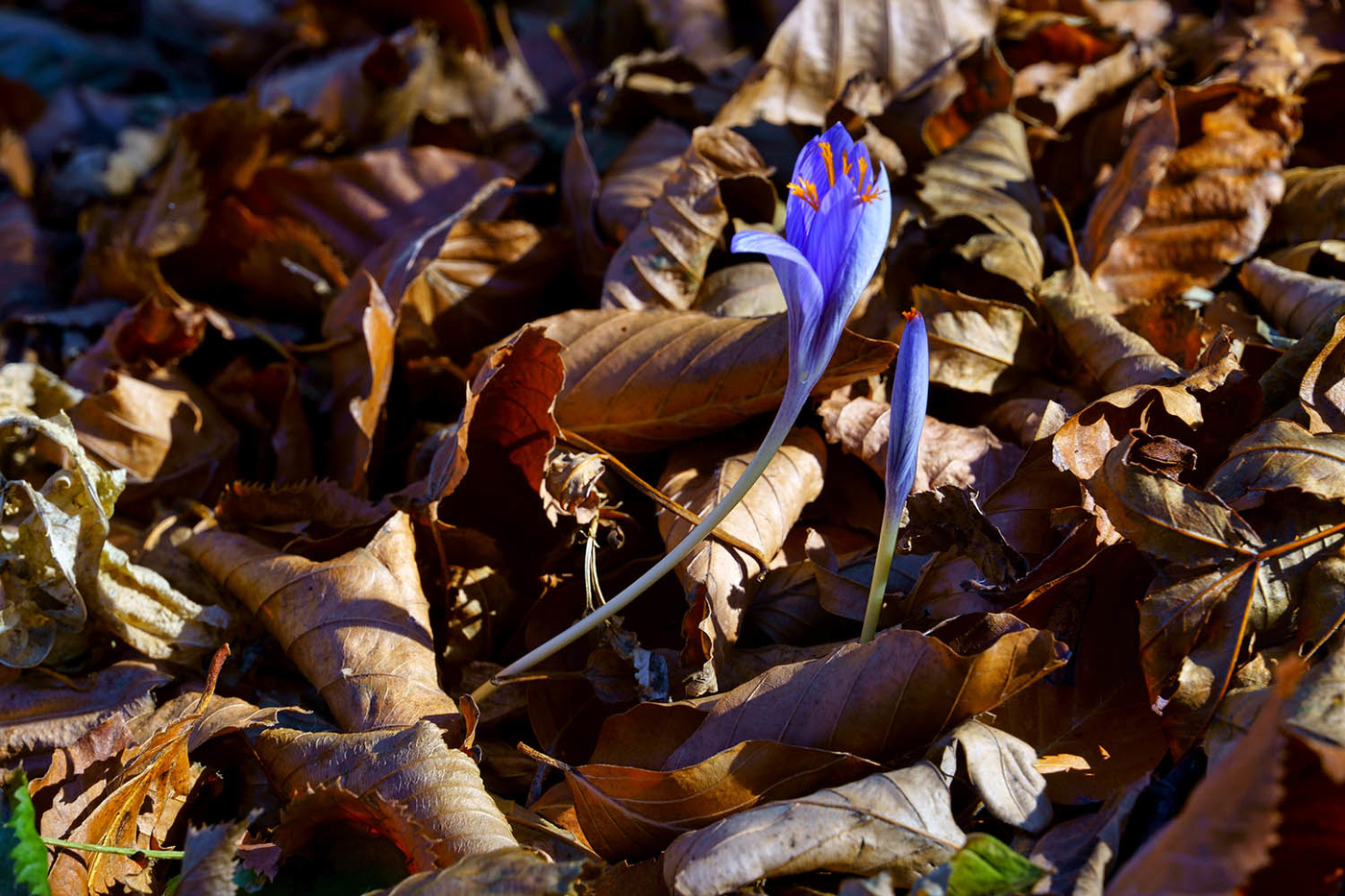 Крокус прекрасный