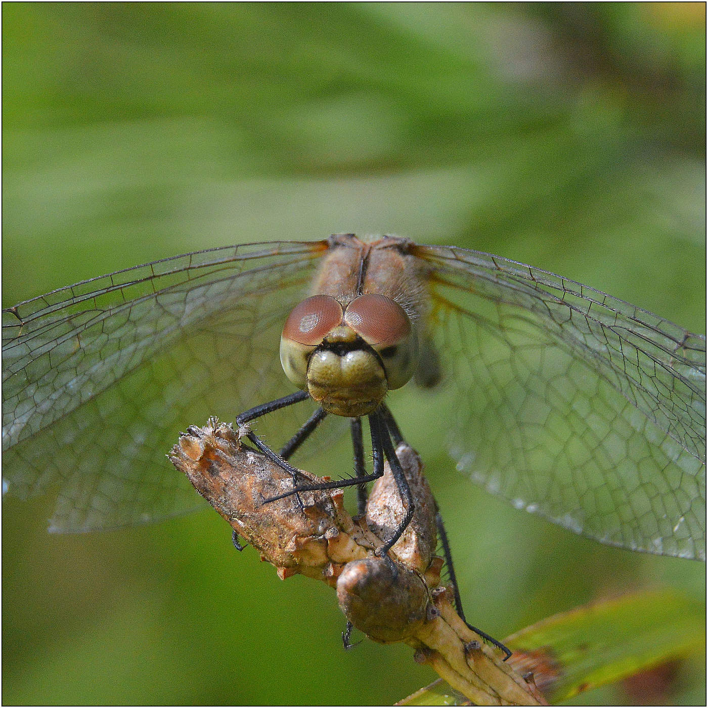 "Злая" стрекоза.