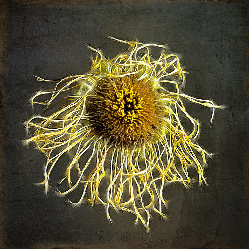 портрет пожилого девясила