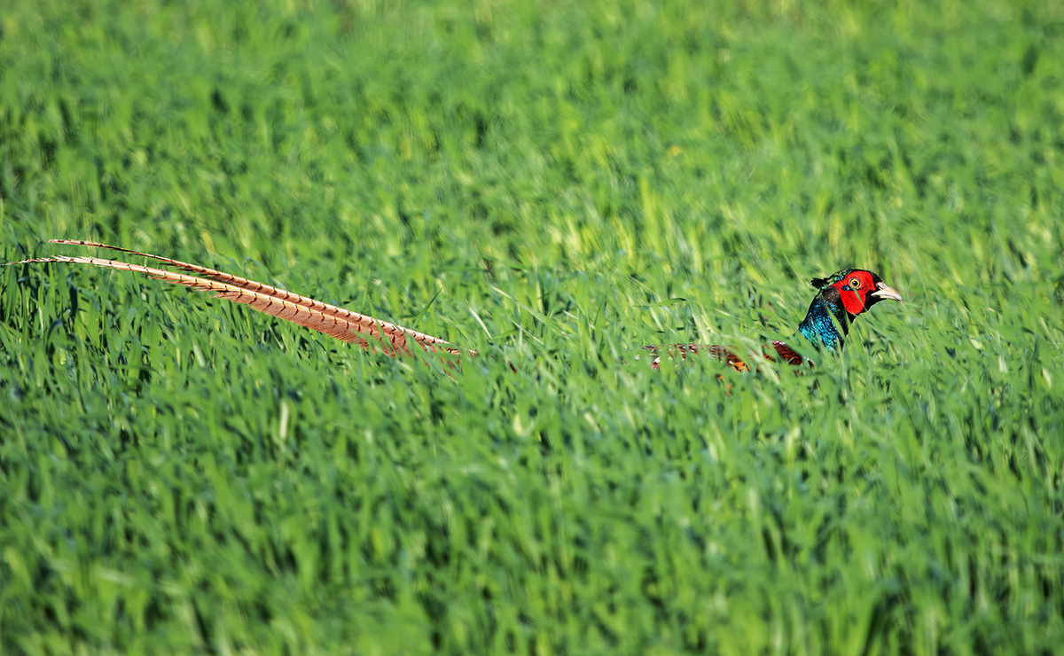 Надежно спрятался